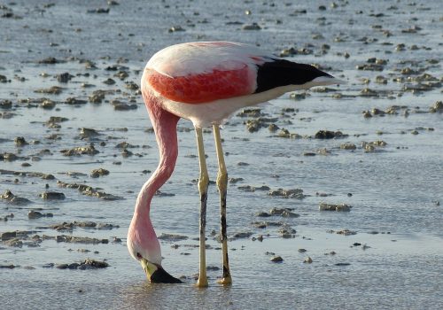 flamingo-798591_1280
